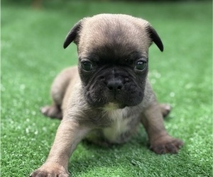 French Bulldog Puppy for sale in HICKORY, NC, USA