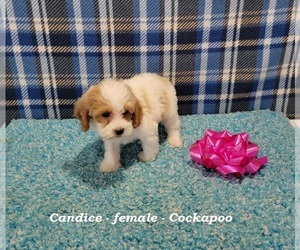 Cock-A-Poo Puppy for sale in HOPKINSVILLE, KY, USA