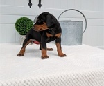 Small Photo #67 Doberman Pinscher Puppy For Sale in GOSHEN, IN, USA
