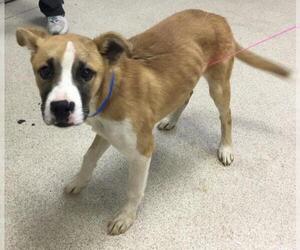 Mutt Dogs for adoption in Riverside, CA, USA