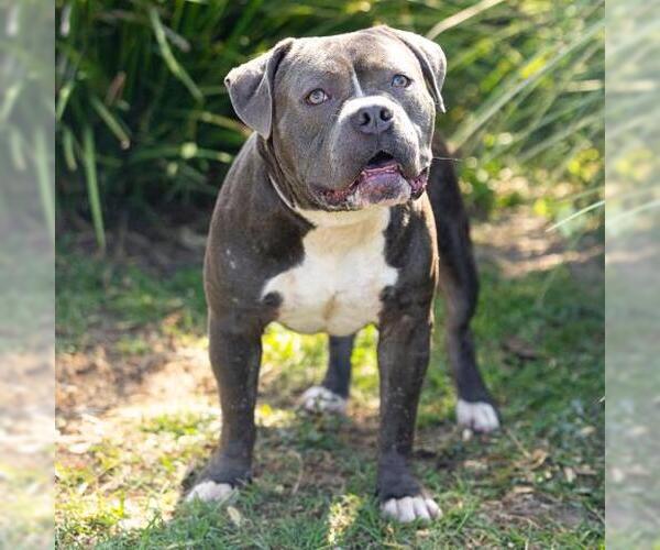Medium Photo #2 Mutt Puppy For Sale in Camarillo, CA, USA