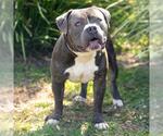 Small #1 Mutt