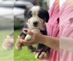 Small Photo #10 Australian Shepherd Puppy For Sale in VACAVILLE, CA, USA