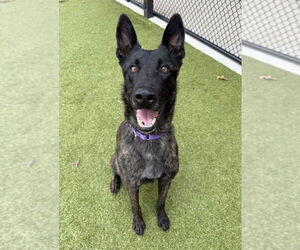 Holland Shepherd Dogs for adoption in Imlay City, MI, USA