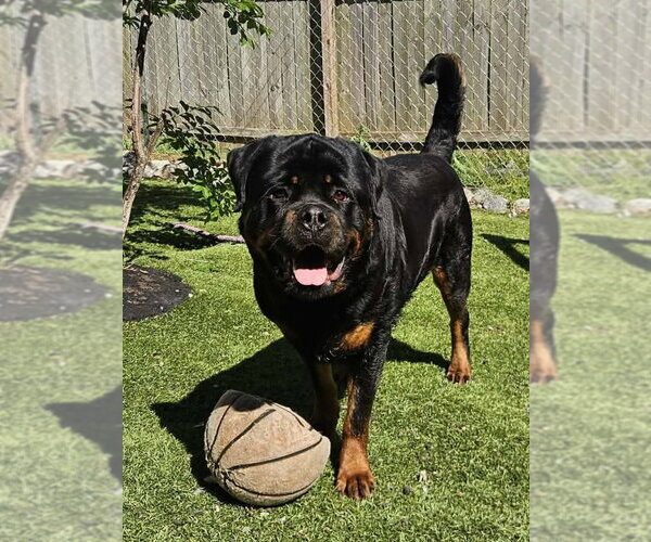 Medium Photo #2 Rottweiler Puppy For Sale in Mooresville, NC, USA
