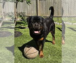 Small #1 Rottweiler