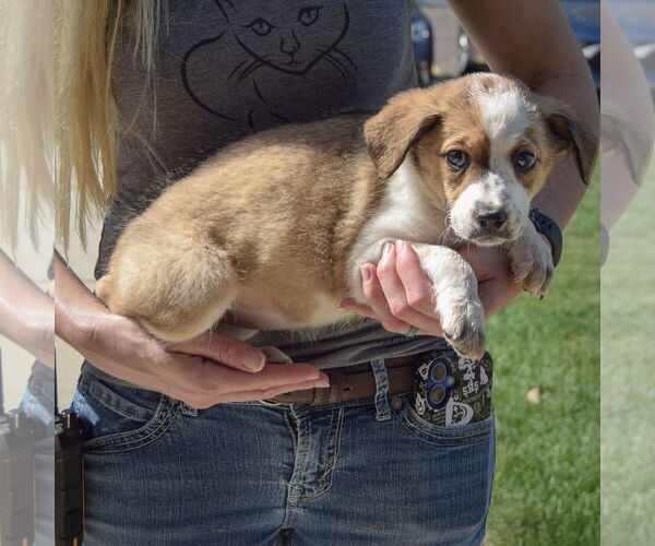 Medium Photo #2 Sheprador Puppy For Sale in Huntley, IL, USA