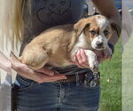 Small #1 Sheprador