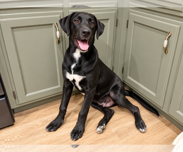 Medium Photo #2 Labrador Retriever-Unknown Mix Puppy For Sale in Clovis, CA, USA