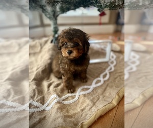 Poodle (Toy) Puppy for sale in CROSSVILLE, TN, USA