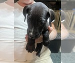 Small #7 Great Dane