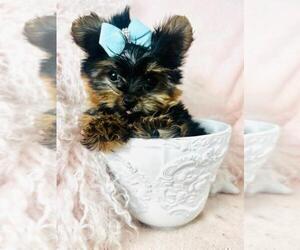 Yorkshire Terrier Puppy for sale in NAPLES, FL, USA