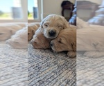 Litter of 8 - Female Golden Retriever Puppy for Sale - Photo #7