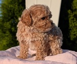 Small #2 Cavapoo (Miniature)