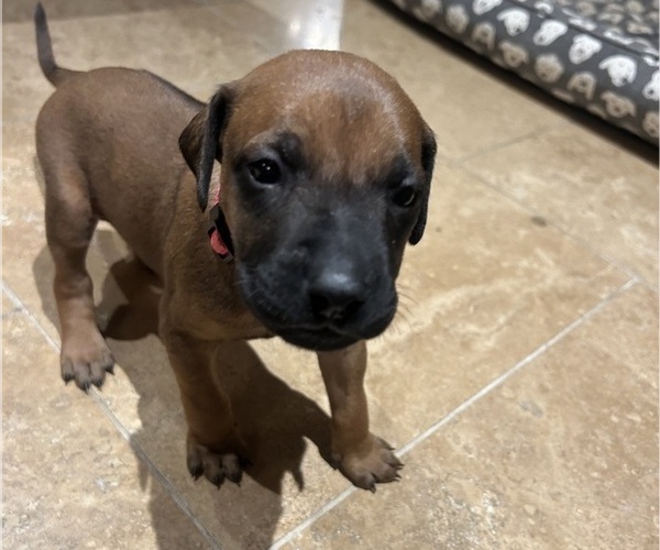 Medium Photo #9 Rhodesian Ridgeback Puppy For Sale in RIVERSIDE, CA, USA