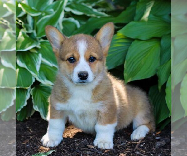 Medium Photo #2 Pembroke Welsh Corgi Puppy For Sale in LITITZ, PA, USA