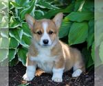 Small #1 Pembroke Welsh Corgi