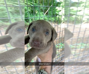 Labrador Retriever Puppy for sale in PIKEVILLE, NC, USA