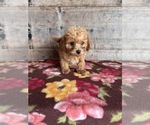 Small #16 Poodle (Miniature)