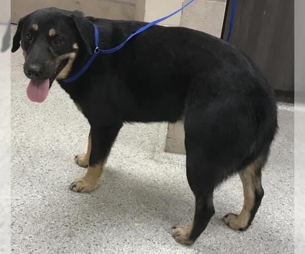 Medium Photo #1 Labrador Retriever-Unknown Mix Puppy For Sale in Conroe, TX, USA