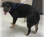 Small Labrador Retriever Mix
