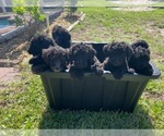 Small #1 Poodle (Standard)