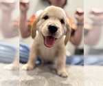 Small #7 Golden Retriever
