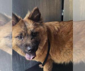 Chow Chow-Unknown Mix Dogs for adoption in San Antonio, TX, USA