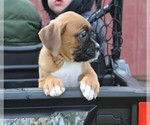 Small Photo #1 Boxer Puppy For Sale in SHIPSHEWANA, IN, USA