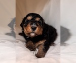 Small Photo #46 Miniature Bernedoodle Puppy For Sale in AUBURNDALE, FL, USA