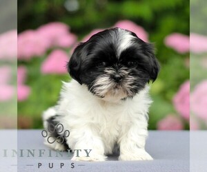 Shih Tzu Puppy for sale in GORDONVILLE, PA, USA