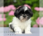 Small Shih Tzu