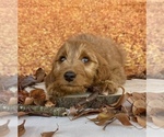 Small #4 Goldendoodle