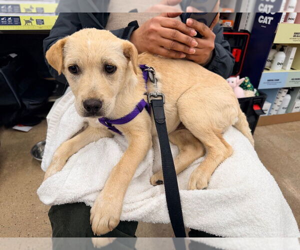 Medium Photo #1 Labrador Retriever-Unknown Mix Puppy For Sale in Lawrenceville, NJ, USA