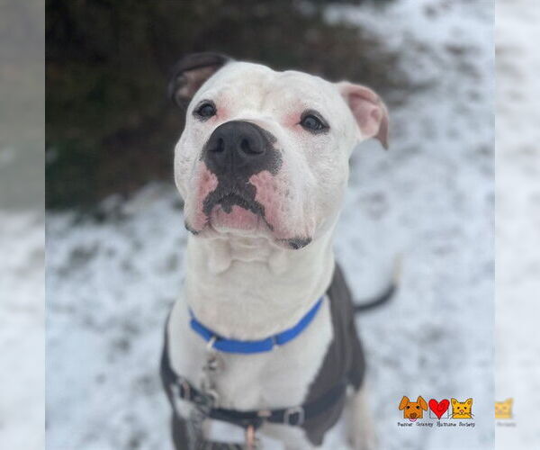 Medium Photo #2 Mutt Puppy For Sale in Center Township, PA, USA