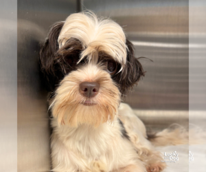 Shih Tzu-Unknown Mix Dogs for adoption in Washington, DC, USA