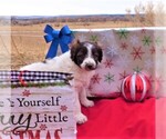 Small Photo #38 Bordoodle Puppy For Sale in OLATHE, CO, USA