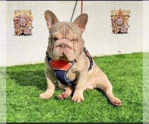 Father of the French Bulldog puppies born on 04/03/2025