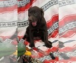 Small Photo #8 Labrador Retriever Puppy For Sale in MERIDEN, KS, USA