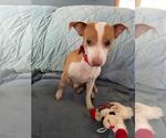 Small #1 Jackshund