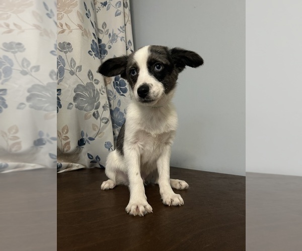 Medium Photo #15 Cockapoo (Miniature) Puppy For Sale in DURHAM, CT, USA