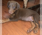 Small Photo #6 Doberman Pinscher Puppy For Sale in CHATSWORTH, GA, USA