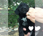 Small Photo #10 Goldendoodle Puppy For Sale in BURLEY, ID, USA