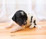 Small Photo #6 Bernedoodle Puppy For Sale in CARLOCK, IL, USA