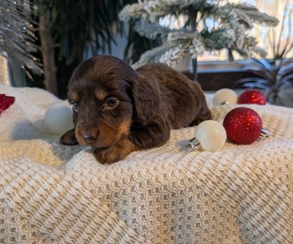 Medium Photo #8 Dachshund Puppy For Sale in GOSHEN, IN, USA