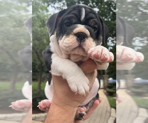 Bulldog Puppy for sale in SAINT CHARLES, IL, USA