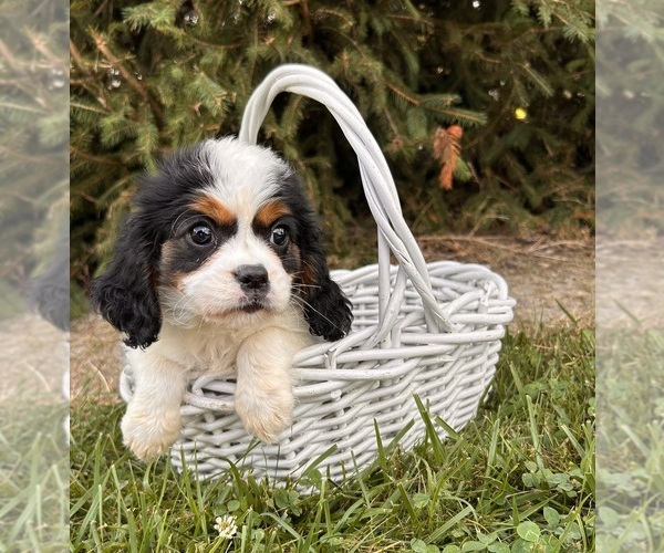 Medium Photo #2 Cavalier King Charles Spaniel-Miniature Bernedoodle Mix Puppy For Sale in MIDDLEBURY, IN, USA