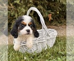 Small #1 Cavalier King Charles Spaniel-Miniature Bernedoodle Mix