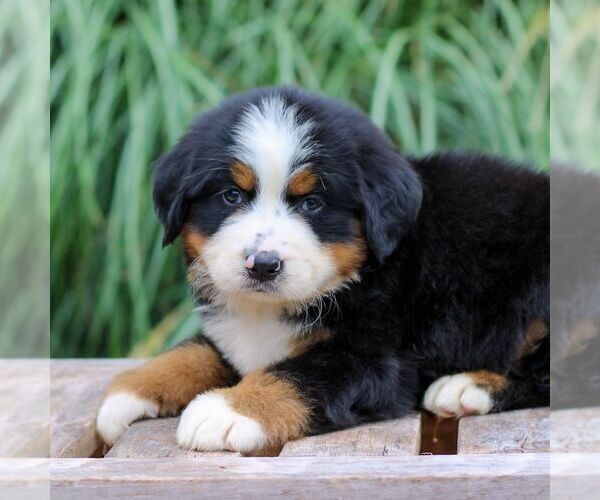 Medium Photo #3 Bernese Mountain Dog Puppy For Sale in EPHRATA, PA, USA