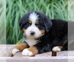 Small #2 Bernese Mountain Dog